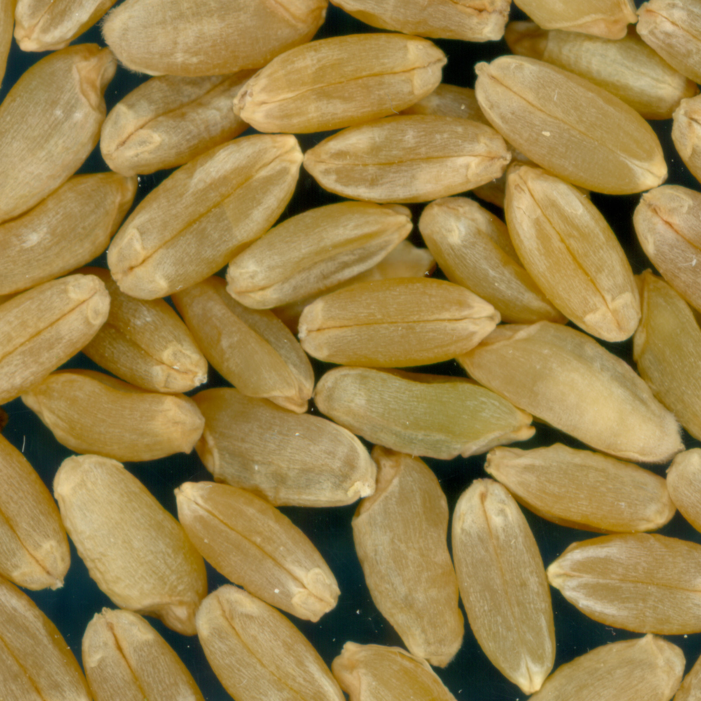 Click for 3 image(s) for this accession. KERNELS